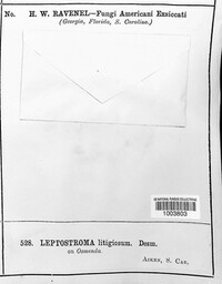Leptopeltis litigiosa image